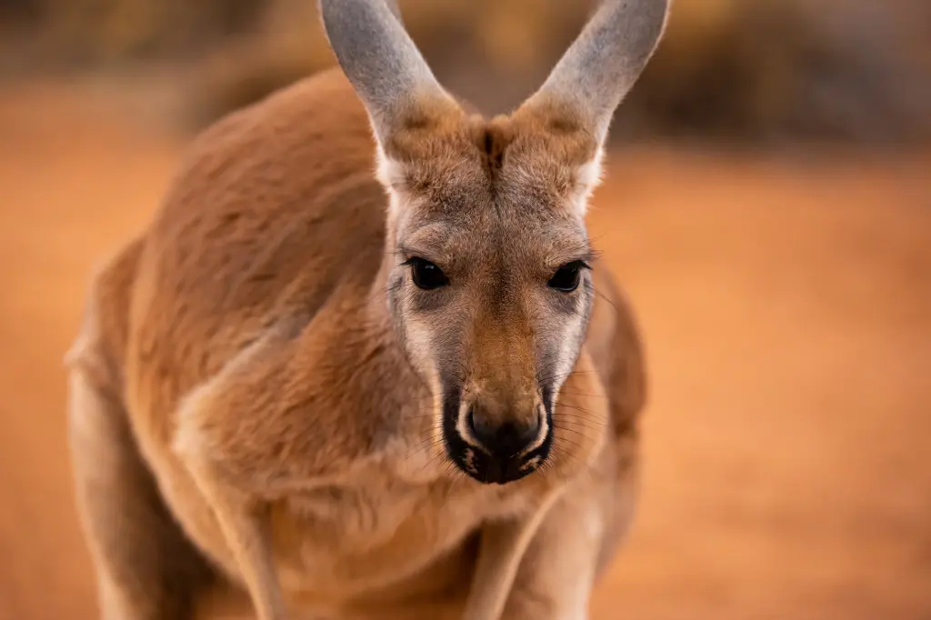 boss_kangoroo