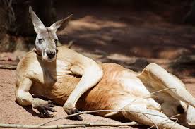 big_kangoroo